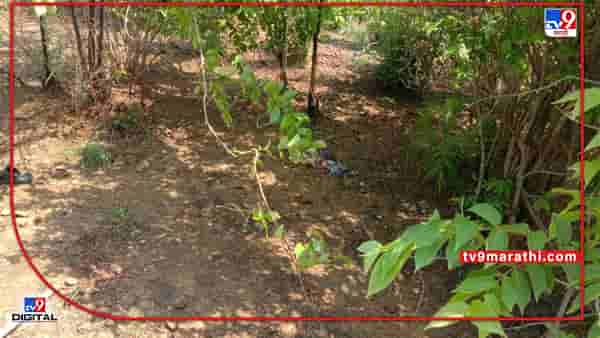 Chandrapur Tiger | चंद्रपुरात वाघाचा आज पुन्हा एक बळी, हळदा गावात वाघाची दहशत; दोन दिवसांत दोन ठार