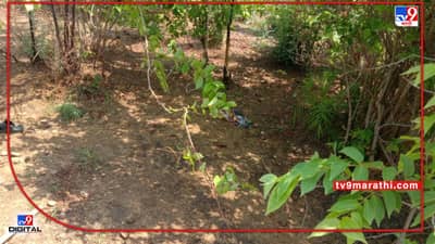 Chandrapur Tiger | चंद्रपुरात वाघाचा आज पुन्हा एक बळी, हळदा गावात वाघाची दहशत; दोन दिवसांत दोन ठार