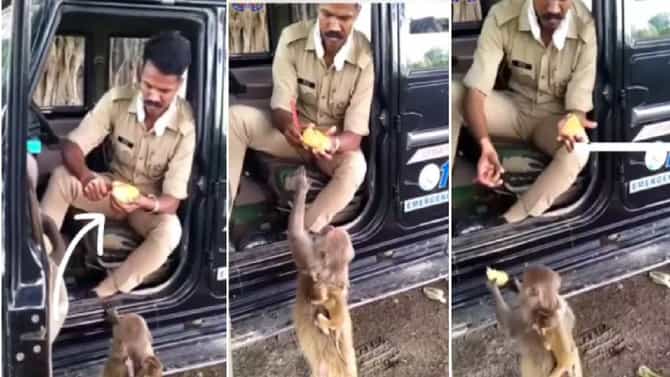 Video : व्वाsss! काय पोलीस अधिकारी, पोलिसानं केलं असं काही.... मादी माकडही झाली खूश