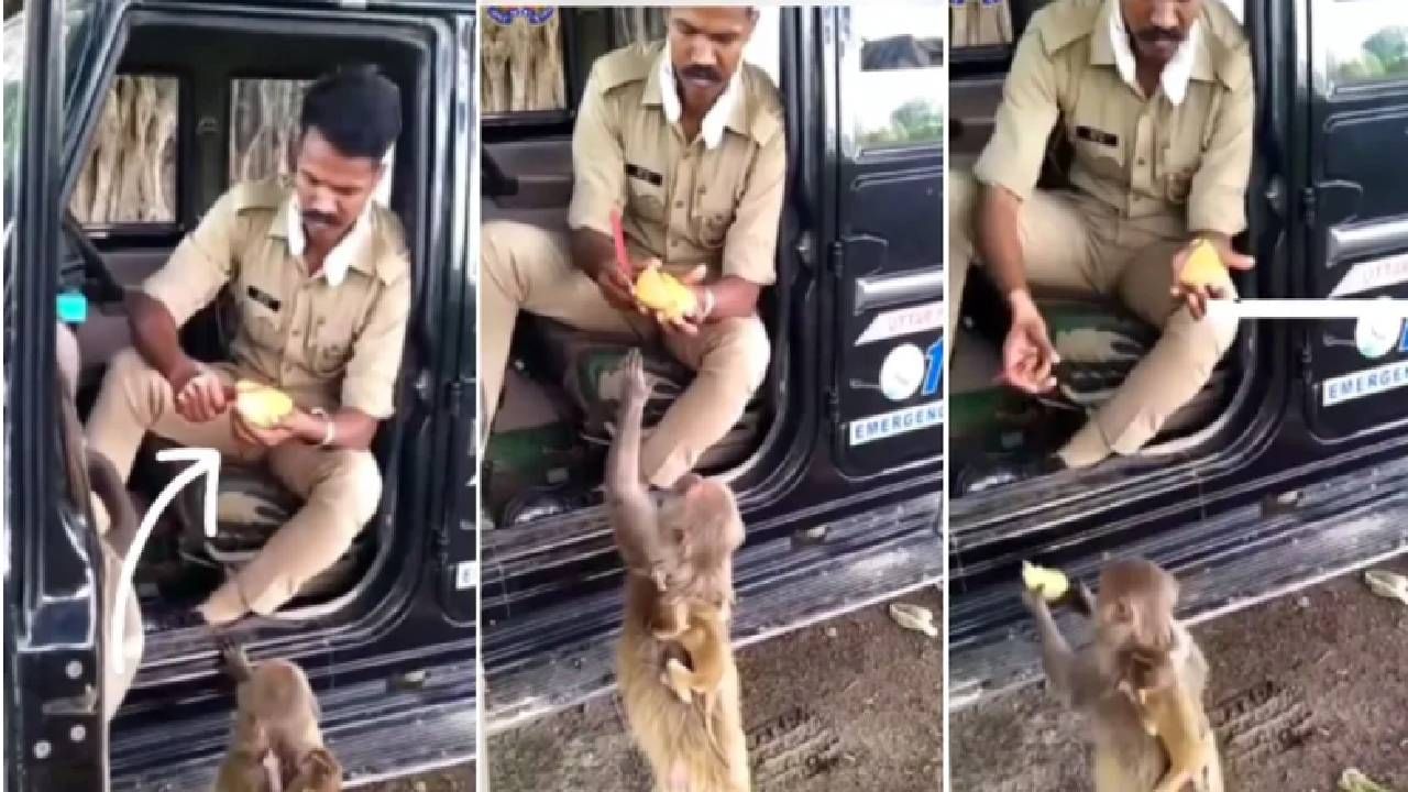 Video :  व्वाsss! काय पोलीस अधिकारी, पोलिसानं केलं असं काही.... मादी माकडही झाली खूश