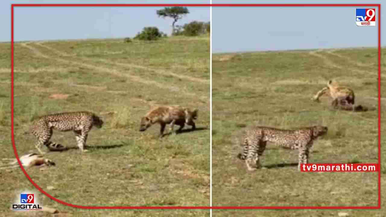 Hyena Viral Video : अरेरे... हे काय झालं; चपळ असला म्हणून काय झालं? हायनाच्या दबदब्यापुढं चित्यालाही आपलं शिकार सोडावं लागलं