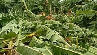 Paddy Crop : बासमती तांदळाच्या निर्यातीमध्ये घट, धान उत्पादक शेतकऱ्यांनो पुन्हा तीच चूक नका करु..!