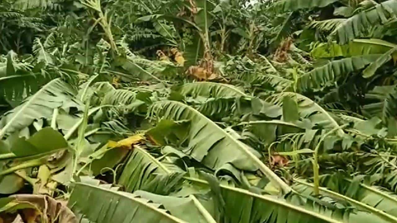 Banana Crop : पीक पध्दतीमध्ये बदलापेक्षा उपाययोजना गरजेच्या, जळगावात केळी नुकसानीवरुनही राजकारण