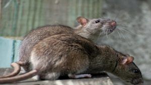 Mumbai | मुंबईत पाच वर्षांमध्ये 16 लाख उंदरांचा खात्मा, 1 उंदीर मारण्यासाठी महापालिकेला 22 रूपयांचा खर्च!