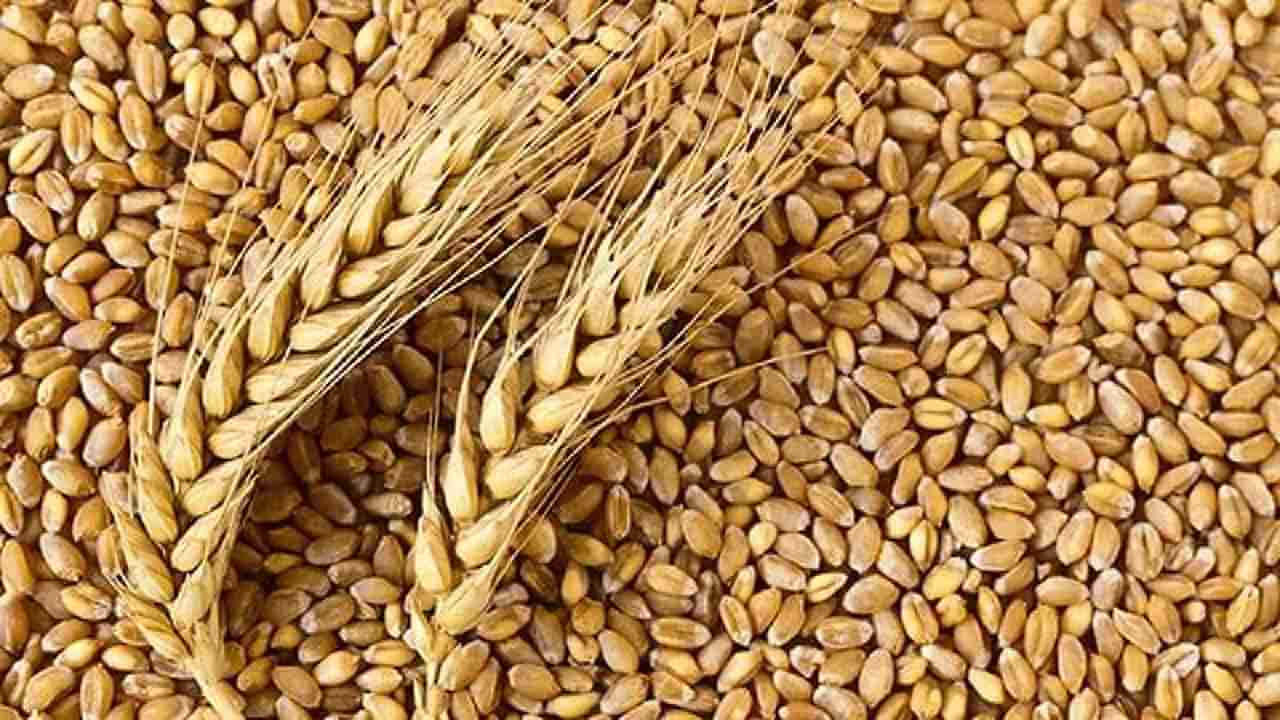 Wheat Export : भारतात गव्हाचा तुटवडा; परदेशातून गहू आयात करण्याची नामुष्की, 14 ऑगस्टपासून निर्यातीचे नियम आणखी कडक