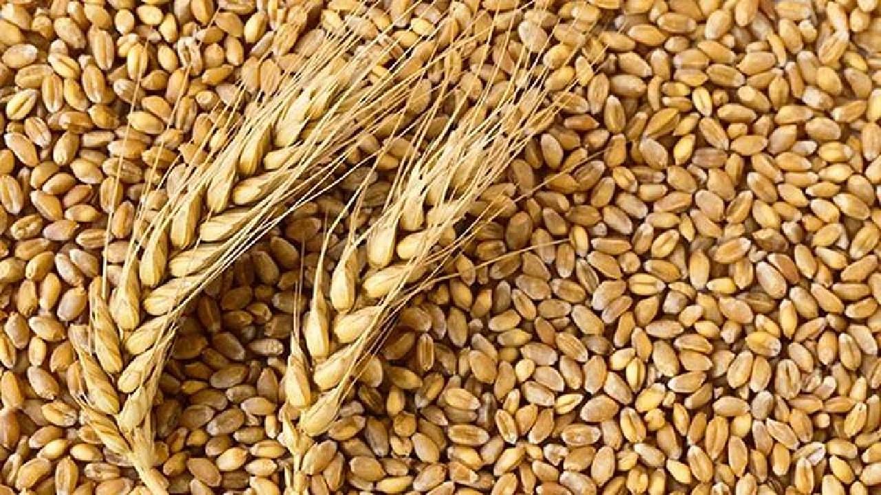 Wheat Export : भारतात गव्हाचा तुटवडा; परदेशातून गहू आयात करण्याची नामुष्की, 14 ऑगस्टपासून निर्यातीचे नियम आणखी कडक
