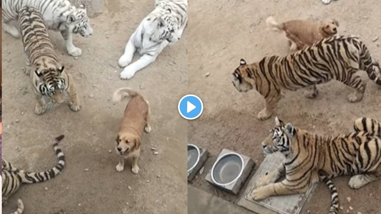 Viral Video: नेमका कुत्रा वाघ आहे की वाघच वाघ आहे? व्हिडीओ बघून माणूस गोंधळतो...