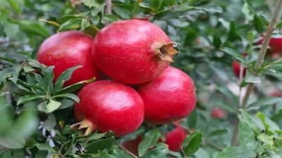 विवाहित पुरुषांनी झोपण्यापूर्वी रोज खावे एक वाटी ‘डाळिंब’;  ऊर्जा वाढविण्यासह आरोग्यासाठी अनेक फायदे!