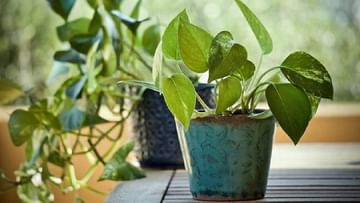 Vastu Tips for plant: चुकूनही भेट म्हणून देऊ नका मनी प्लांट; धनहानी सोबतच 'या' संकटांचाही करावा लागेल सामना!