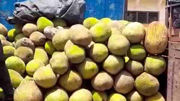Navi Mumbai : अवकाळीच्या नुकसानीच्या खुणा कायम, फणसाच्या विक्रमी आवक नंतर कवडीमोल दर