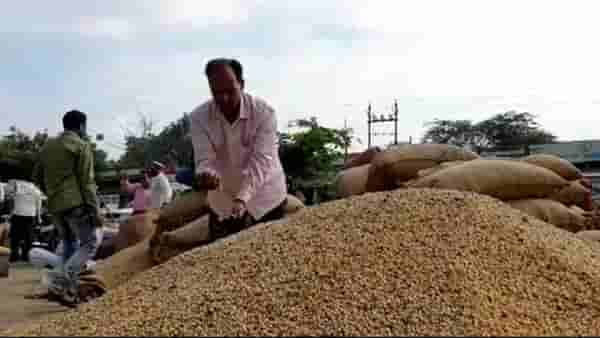 Latur Market : सोयाबीन दरात चढ-उतार सुरुच, खरेदी केंद्र बंद नंतर हरभऱ्याचे काय मार्केट? वाचा सविस्तर शेतीमालाचे दर