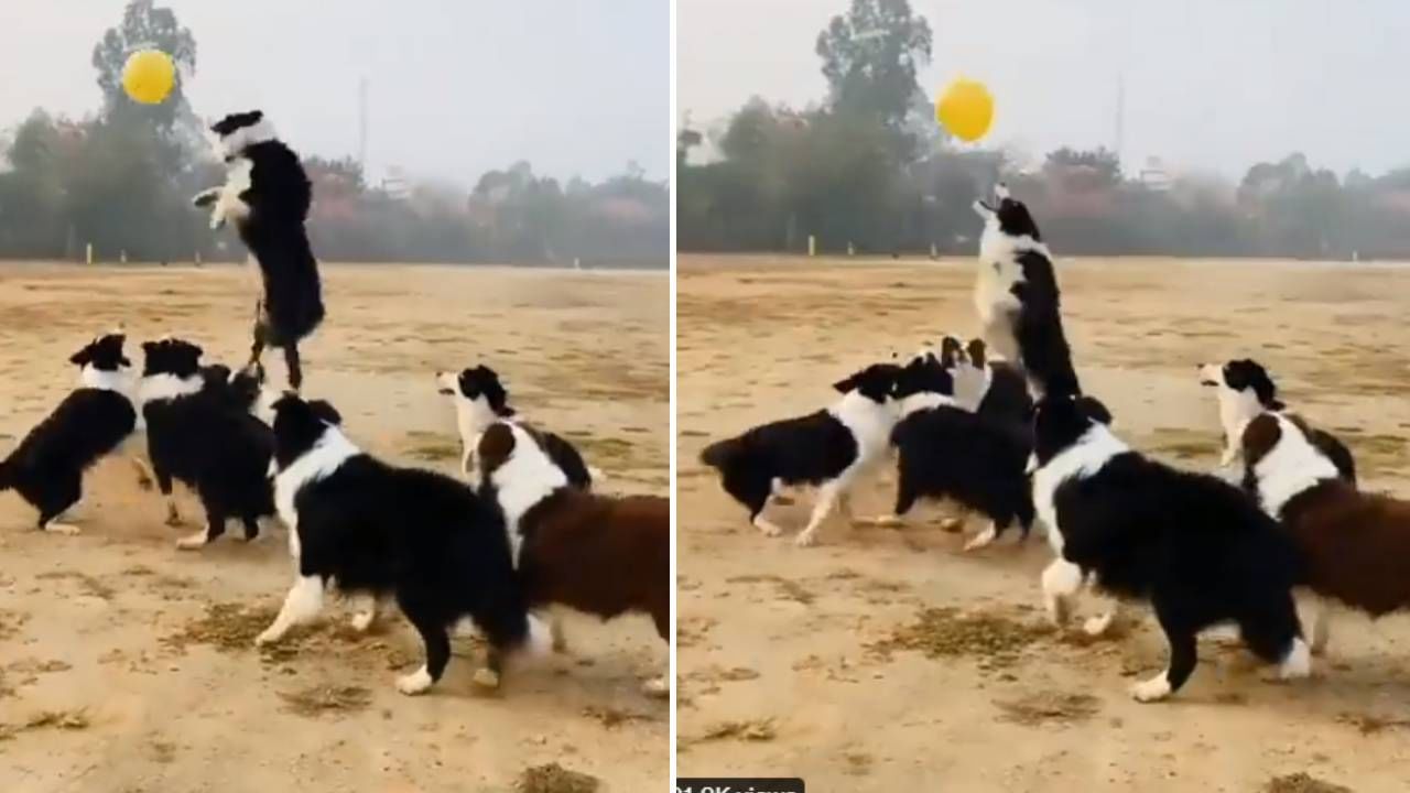 Dogs video on Social media : अरे धमाल... कुत्र्यांची कमाल! हा व्हिडीओ पाहून तुम्हीही म्हणाल व्हॉलीबॉल असाच खेळतात
