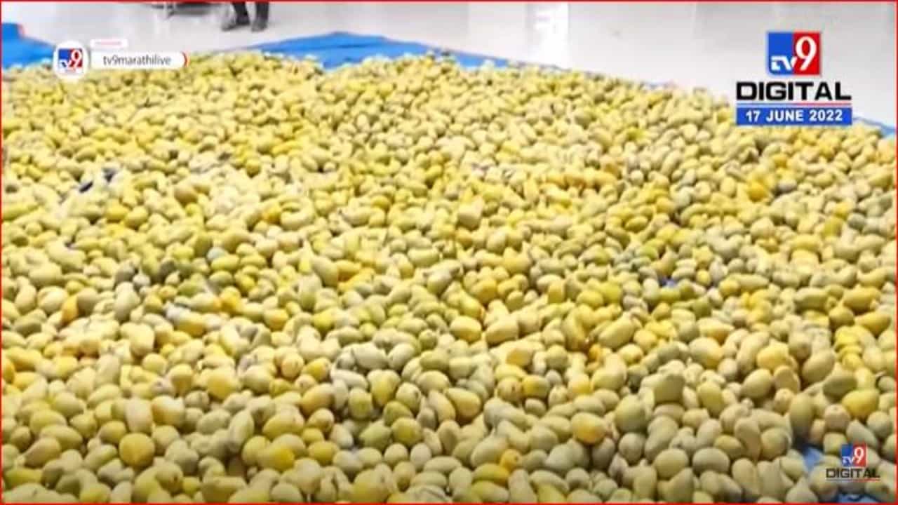 साईभक्तांना आमरसाची मेजवानी