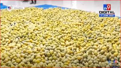 साईभक्तांना आमरसाची मेजवानी