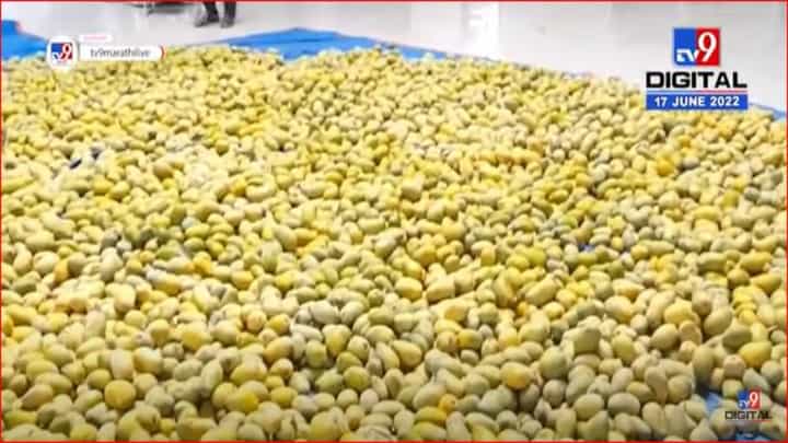 साईभक्तांना आमरसाची मेजवानी साईभक्तांना आमरसाची मेजवानी