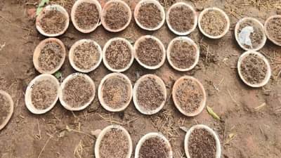 Paddy Crop : धान पिकाच्या संवर्धनासाठी अवलियाचा अनोखा उपक्रम, 24 वर्षापासून मोफत बियाणांचे वाटप