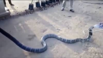 Viral Video: अद्भुत! किंग कोब्रा पितोय बाटलीने पाणी, व्हिडीओ व्हायरल...