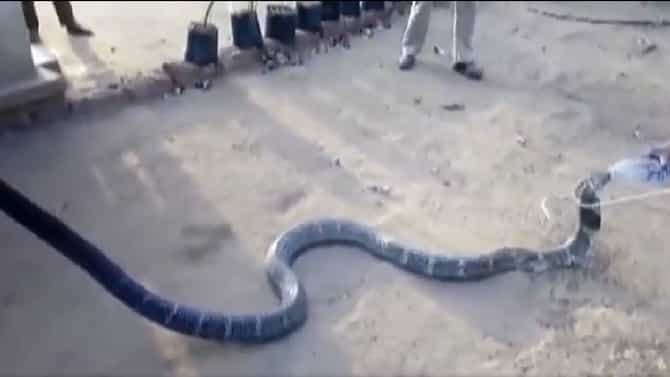 Viral Video: अद्भुत! किंग कोब्रा पितोय बाटलीने पाणी, व्हिडीओ व्हायरल...