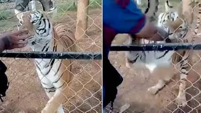 वाघाला प्रेमाने कुरवाळणे 23 वर्षांच्या तरुणाला पडले महागात, पिंजऱ्याच्या आतून चिडलेल्या वाघाने घेतला जीव