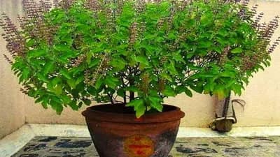 सुकलेल्या तुळशीच्या मुळाशी टाका ही एक वस्तू; तुळस हिरवीगार होऊन डोलू लागेल!