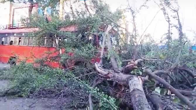 अगदी थोडक्यात बचावले! सांगलीत चालत्या एसटीवर झाड कोसळलं, पण चालकामुळे सगळे वाचले