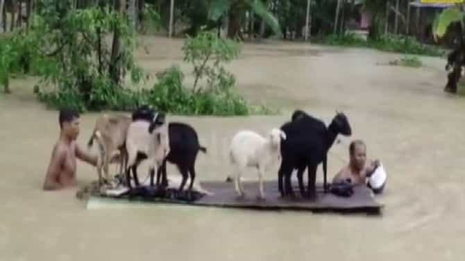 Video : लाखमोलाचा जीव धोक्यात घालून सोन्यासारखं पशूधन वाचवलं! आसाममधील महापुरात आयुष्य उद्ध्वस्त