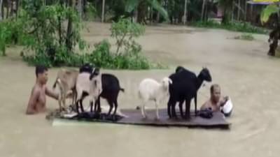 Video : लाखमोलाचा जीव धोक्यात घालून सोन्यासारखं पशूधन वाचवलं! आसाममधील महापुरात आयुष्य उद्ध्वस्त