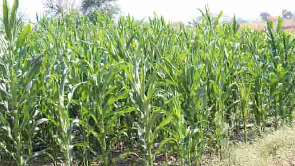 Animal feed : पीक पेरणीबरोबर करा हिरव्या चाऱ्याचेही नियोजन, वेळीच निर्णय घेतला तर चाऱ्याची समस्या मिटणार