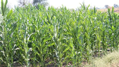 Animal feed : पीक पेरणीबरोबर करा हिरव्या चाऱ्याचेही नियोजन, वेळीच निर्णय घेतला तर चाऱ्याची समस्या मिटणार