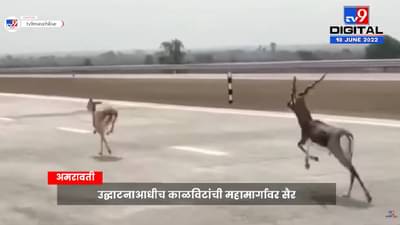 Samruddhi Highway: दोन काळवीटांमुळे समृद्धी महामार्ग चर्चेत! एकमेकांना म्हणाली,चल ना बे पोट्टे नाहीत तोवर पळून घेऊ!