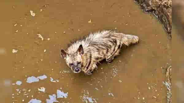 Pune Hyena : तीस फूट खोल विहिरीत कोसळले पट्टेदार तरस; दोन तासांच्या प्रयत्नांनंतर जुन्नरमध्ये वनविभागानं केली सुटका