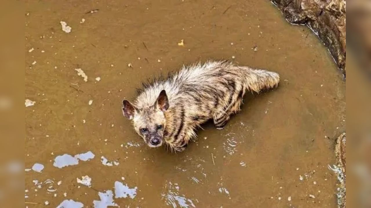 Pune Hyena : तीस फूट खोल विहिरीत कोसळले पट्टेदार तरस; दोन तासांच्या प्रयत्नांनंतर जुन्नरमध्ये वनविभागानं केली सुटका