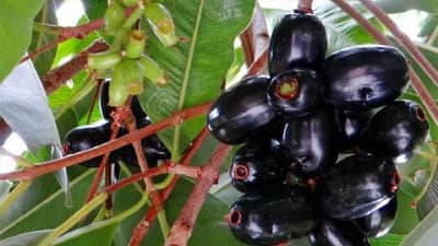 Kokan : जांभूळ पिकल्या झाडाखाली..! अहो, यंदा जांभूळ पिकले नाहीतर सुकले, कशामुळे उत्पादन घटले?