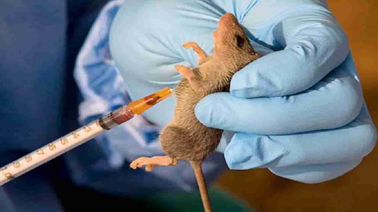 Lassa Fever : जगावर नवं संकट, आफ्रिकेत लस्सा तापानं दीडशेपेक्षा जास्त मृत्यू, पावसाळ्यात उंदरांपासून सावधान