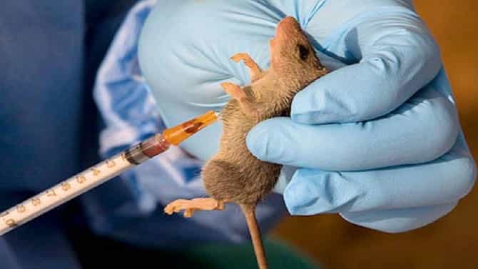 Lassa Fever : जगावर नवं संकट, आफ्रिकेत लस्सा तापानं दीडशेपेक्षा जास्त मृत्यू, पावसाळ्यात उंदरांपासून सावधान