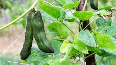 Crop Change : खरिपात मुख्य पिकाला औषधी वनस्पतीचा पर्याय, कमी खर्चात अधिकच्या उत्पन्नासाठी मधला मार्ग