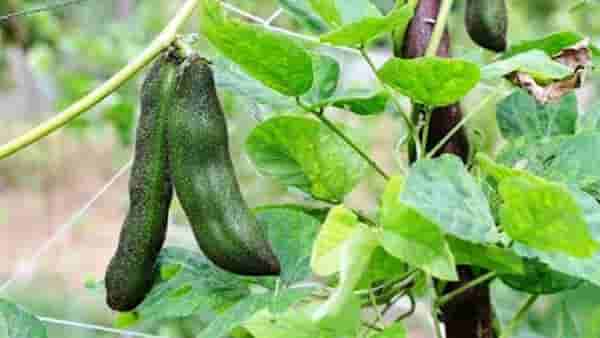 Crop Change : खरिपात मुख्य पिकाला औषधी वनस्पतीचा पर्याय, कमी खर्चात अधिकच्या उत्पन्नासाठी मधला मार्ग