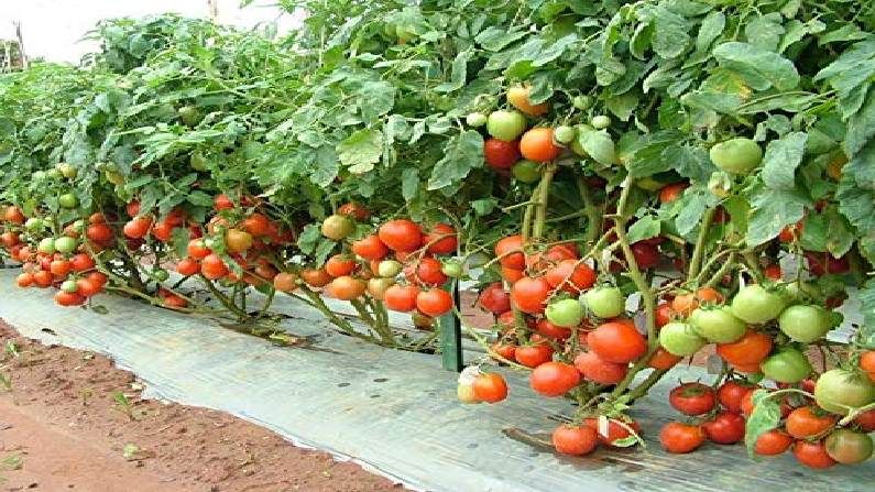 Osmanabad : उसाला भारी टोमॅटो, वर्षात दुहेरी उत्पादनातून शेतकरी करोडपती