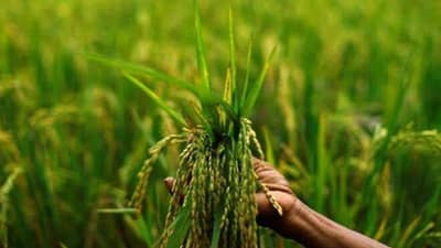 जिल्ह्यात 25 जूनपासून कृषी संजीवनी मोहीम,शेतकऱ्यांना बांधावर मिळणार आधुनिक कृषी तंत्रज्ञानाचे मार्गदर्शन