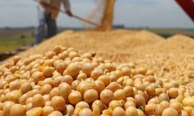 Seed production : शेतकऱ्यांनो महाबीजच्या बीजोत्पादन कार्यक्रमात सहभाग नोंदवा अन् उत्पादन वाढवा,कशी असते नेमकी प्रक्रिया ?