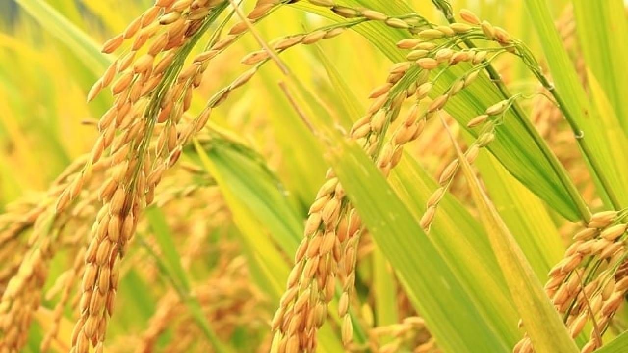 Basmati Rice : कमी खर्चात अधिकचे उत्पादन, योग्य वाणांची निवड केली तरच मोबदला अन्य घाटा