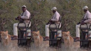 Viral Video: अचानक सिंह आडवा आल्यावर काय होणार? दातखिळी बसली की राव, बोलताही येईना आणि हालता ही.... काय झाले पाहाच एकदा