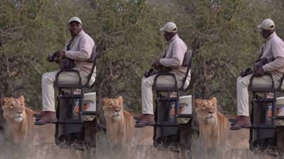 Viral Video: अचानक सिंह आडवा आल्यावर काय होणार? दातखिळी बसली की राव, बोलताही येईना आणि हालता ही.... काय झाले पाहाच एकदा