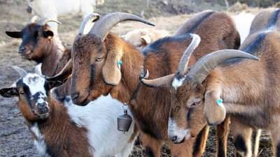 Goat Bank : महाराष्ट्रातील महिलांनागोट बॅंकेचा आधार, काय आहे नेमकी योजना?
