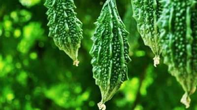 Organic Farm : कारल्याचा गोडवा, उत्पादनाबरोबरच वाढीव दराने एका एकरात घडला चमत्कार..!