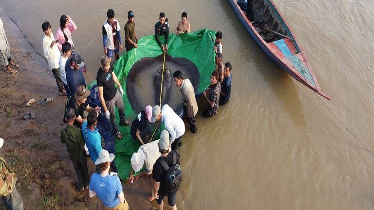 Giant Sting Ray: कंबोडियामध्ये सापडला जगातील सर्वात मोठा गोड्या पाण्यातील मासा, वजन 300 किलो