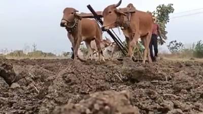 Washim : खरिपावर चिंतेचे ढग, पेरणीचा टक्का घसरला, उत्पादनाचे काय होणार?