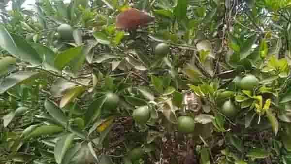 Marathwada : पावसाळ्यातही मोसंबीच्या बागा मर रोगाचा प्रादुर्भाव, कशामुळे ओढावली ही परस्थिती?