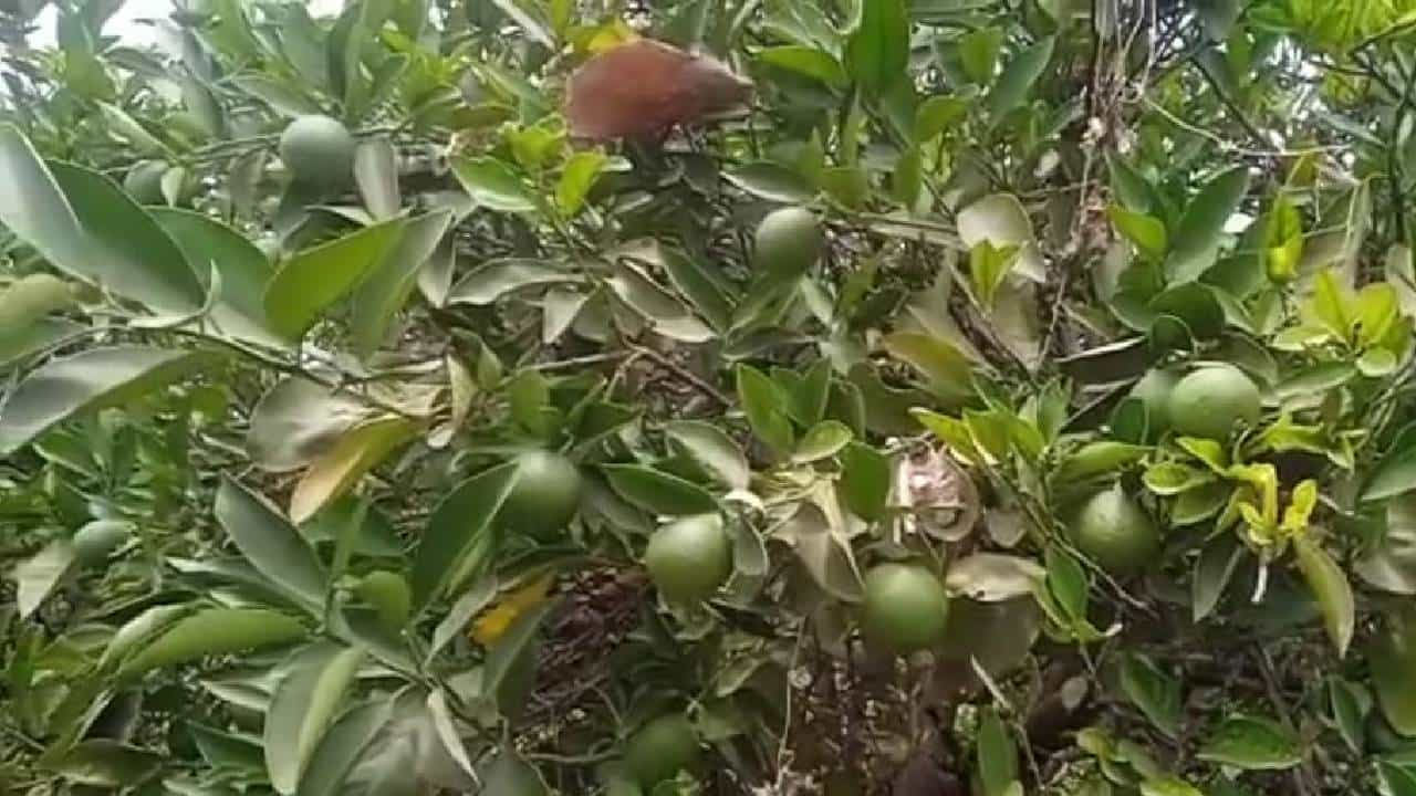 Marathwada : पावसाळ्यातही मोसंबीच्या बागा मर रोगाचा प्रादुर्भाव, कशामुळे ओढावली ही परस्थिती?