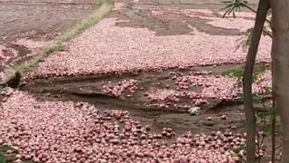 Cotton Crop : केंद्रीय कापूस संस्थेच्या प्रयोगामुळे कापूस उत्पादनात होणार वाढ, नेमका खरिपात बदल काय?